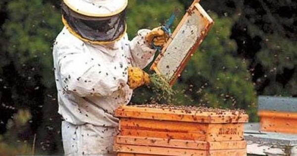 În Republica Moldova au fost create două cooperative apicole