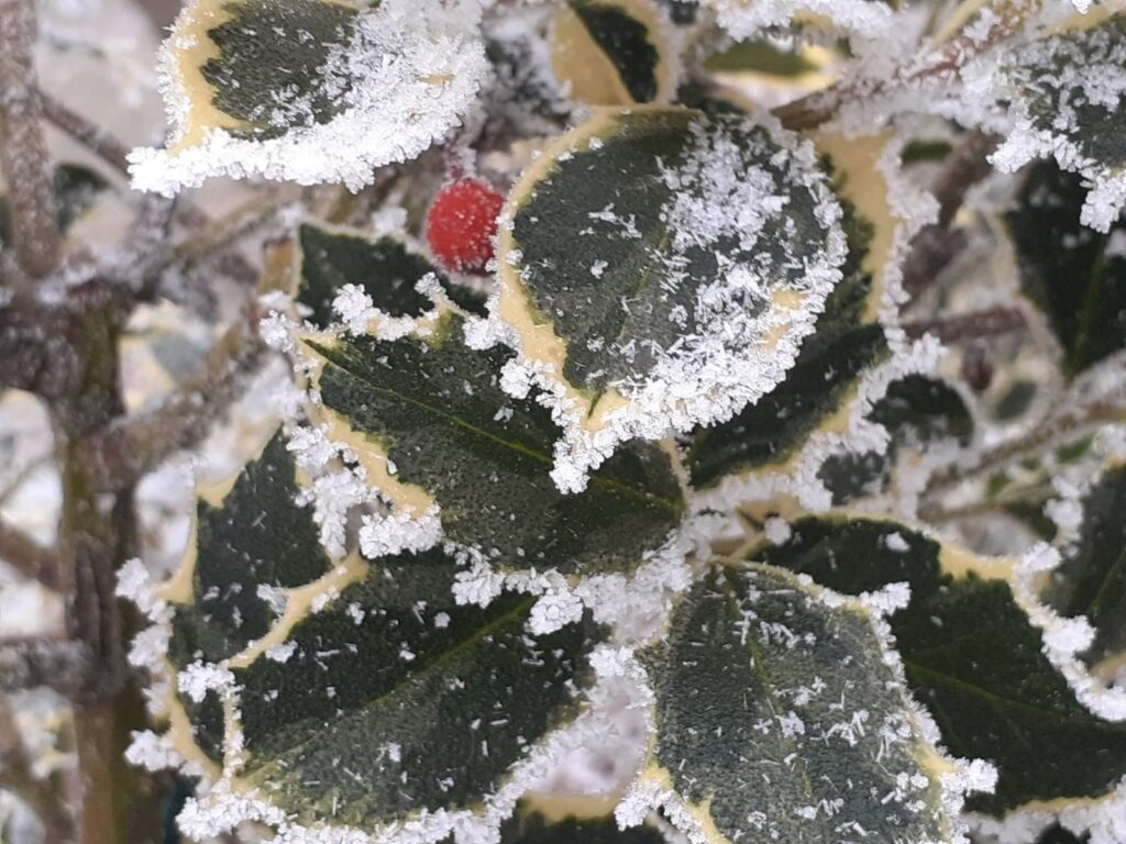 În nordul și centrul țării la sfârșit de săptămână sunt așteptate înghețuri