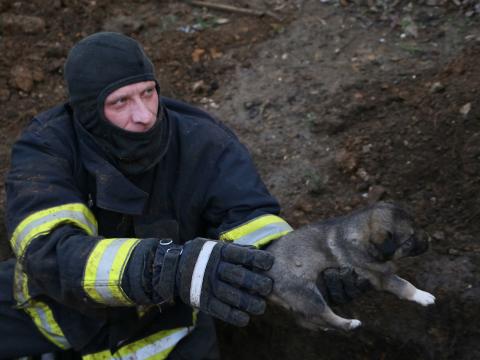 /VIDEO/ Șapte căței au fost salvați de pompieri după ce au rămas blocați sub noroi