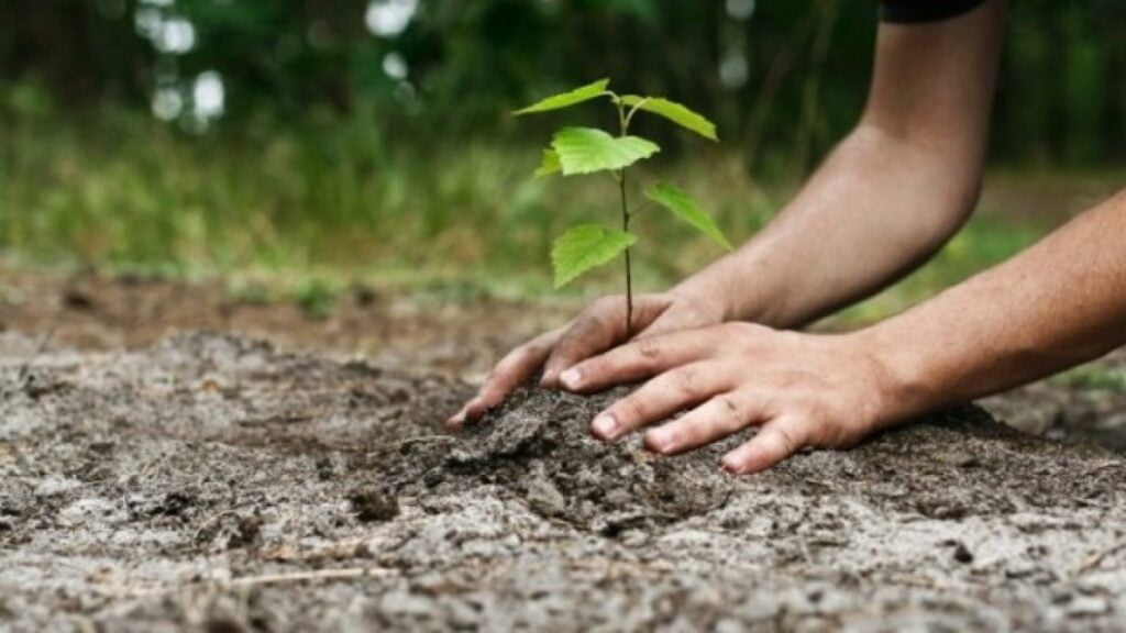 În Republica Moldova urmează a fi plantați 12 milioane de arbori