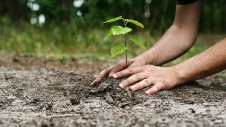 În Republica Moldova urmează a fi plantați 12 milioane de arbori