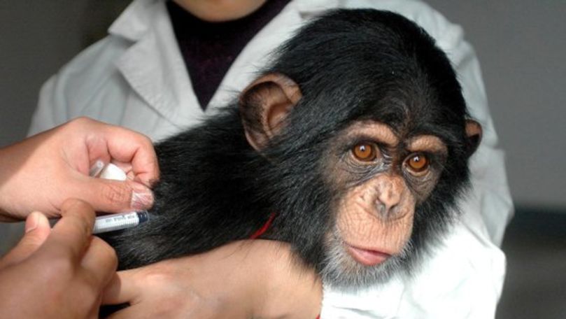 Maimuțe injectate cu vaccinul anti-COVID au fost tratate complet