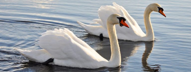 /FOTO/ Peste o sută de lebede plutesc pe lacul din satul Putinești a raionului Florești