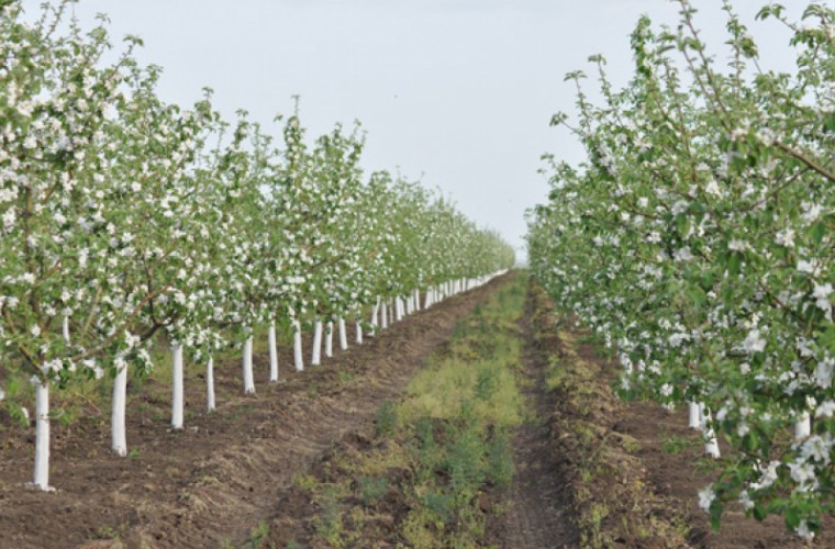 Livezile de mere din nordul țării afectate de îngheț