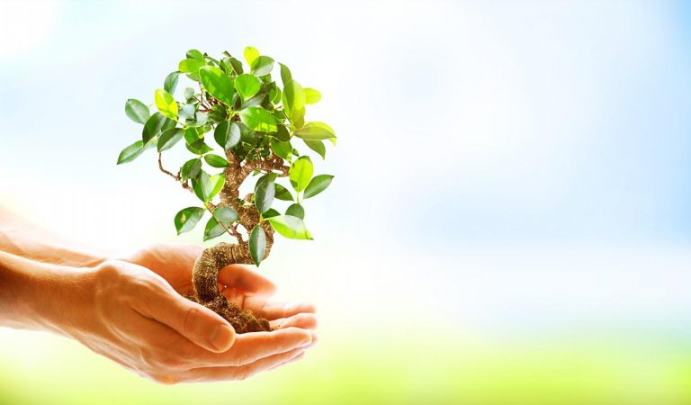 Un program de ecologizare va fi lansat în Republica Moldova