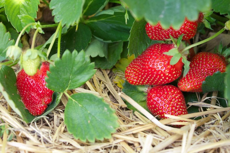 Trei sfaturi pentru o recoltă bogată de căpșune