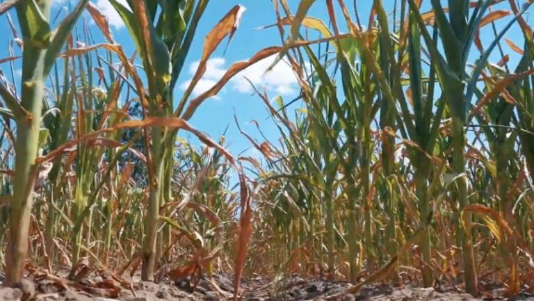 Guvernul va solicita un credit de la Banca Mondială pentru a ajuta agricultorii care s-au confruntat cu pierderi