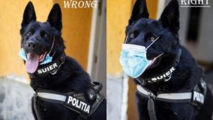 /FOTO/ Un câine arată cum se poartă corect masca de protecție