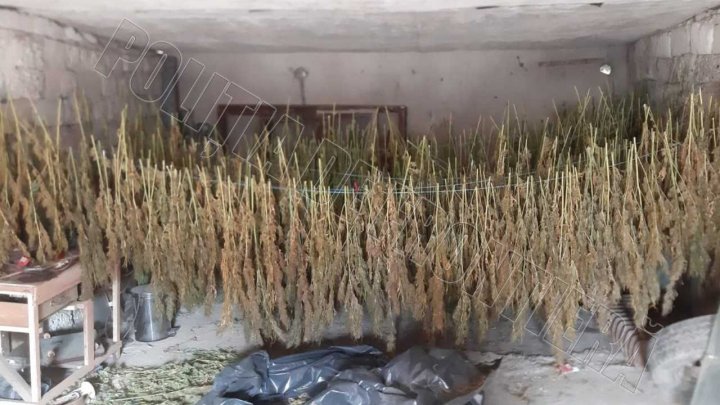 /VIDEO/ Sute de plante de cânepă special cultivate, depistate și ridicate în orașul Soroca