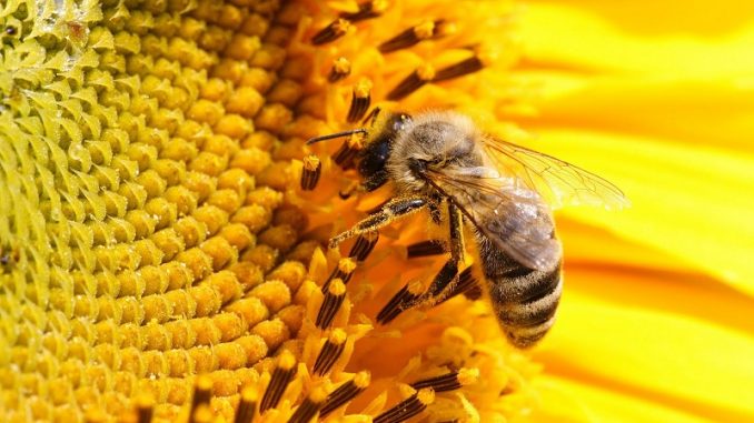 Albinele ar putea fi antrenate pentru a îmbunătăți culturile agricole