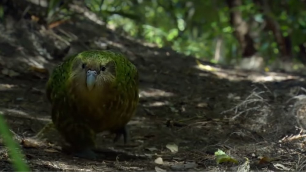 /VIDEO/ Papagalul Kakapo de patru kilograme a fost desemnat „Pasărea anului 2020”
