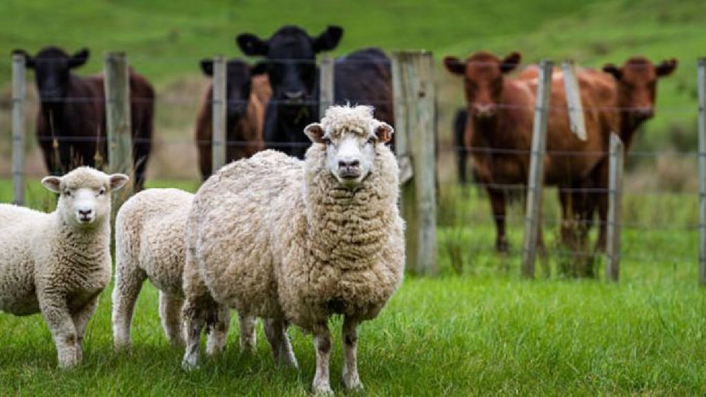 Fermierii care cresc bovine, ovine și caprine vor primi bani de la stat