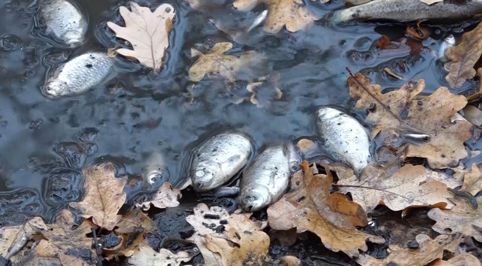 /VIDEO/ Sute de pești morți zac pe malul lacului orășenesc din Edineț