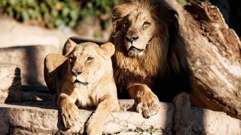 Grădina Zoologică din Chișinău a rămas fără lei. Cele trei feline au murit în acest an din cauza bătrâneții