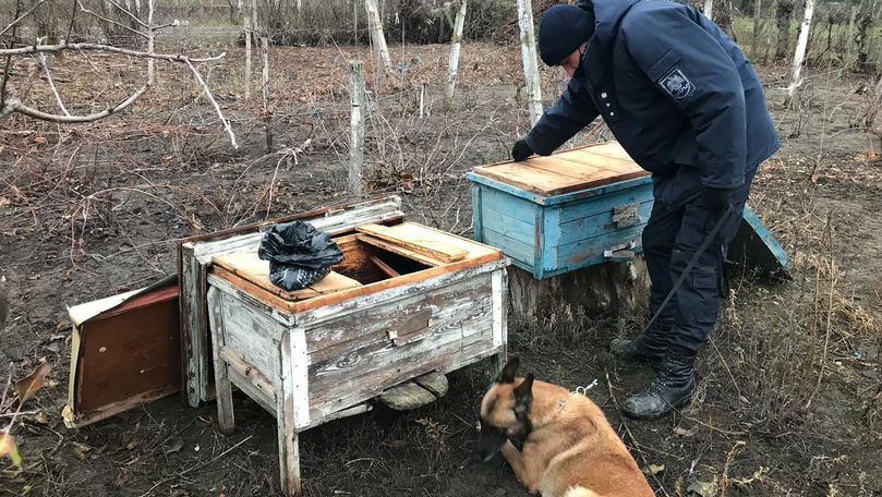 Substanțe narcotice depistate într-un stup de albine din raionul Soroca