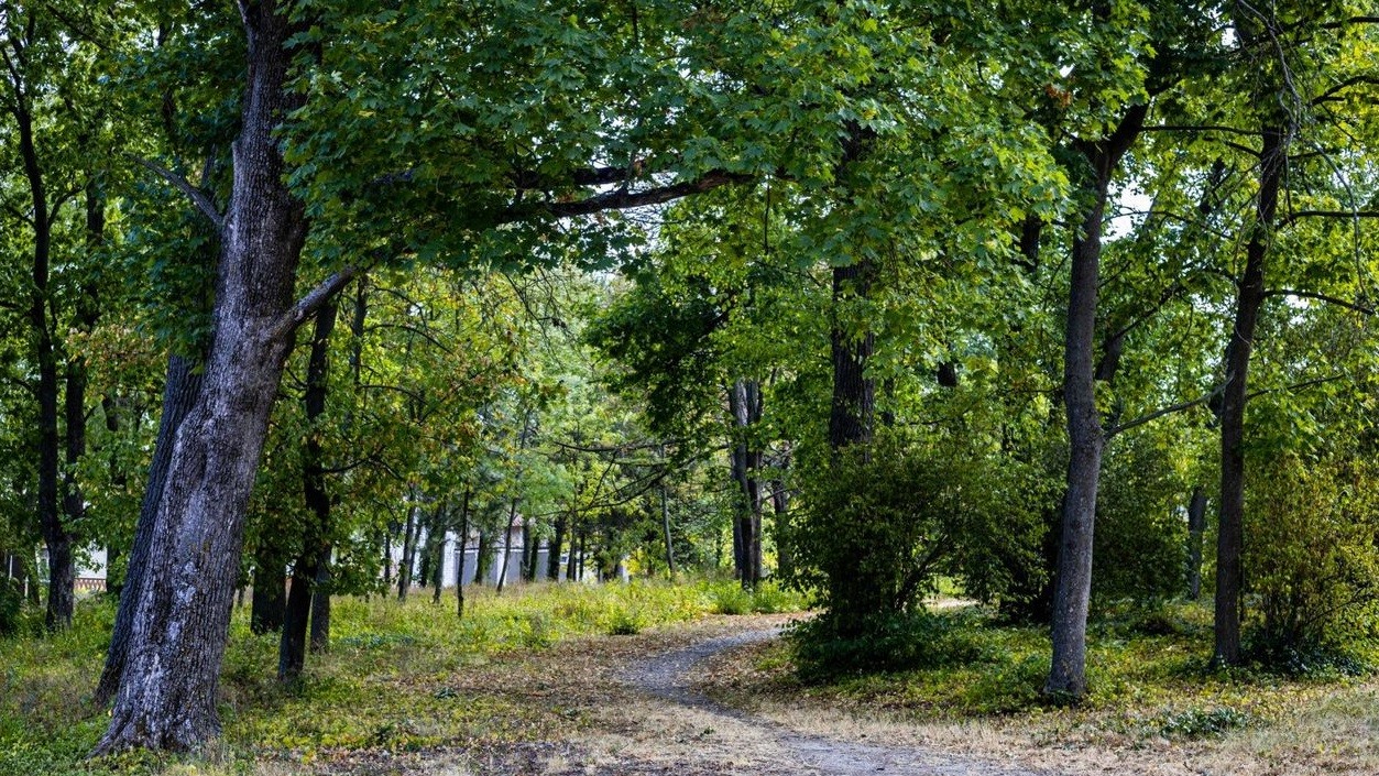 Parcul Țaul din raionul Dondușeni găzduiește aproximativ 150 specii de coniferi