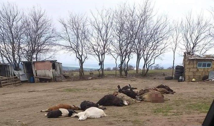 /FOTO/ O haită de lupi a sfâșiat mai multe oi și capre în raionul Florești