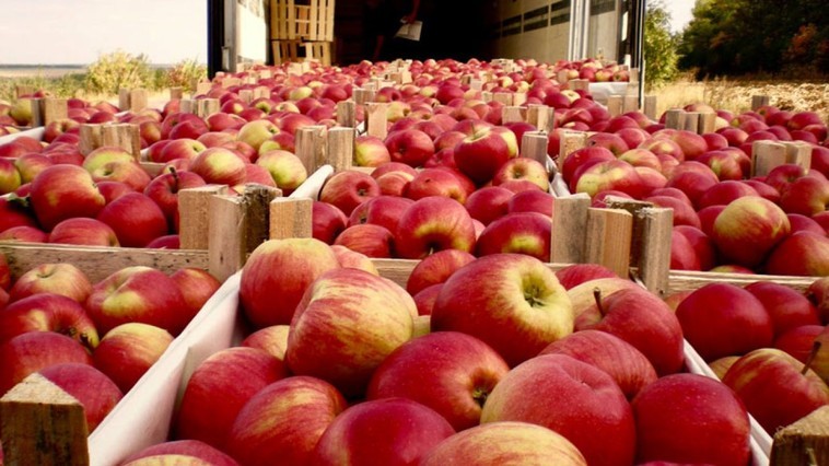 Un lot de peste patru tone de mere din Moldova a fost distrus în Federația Rusă