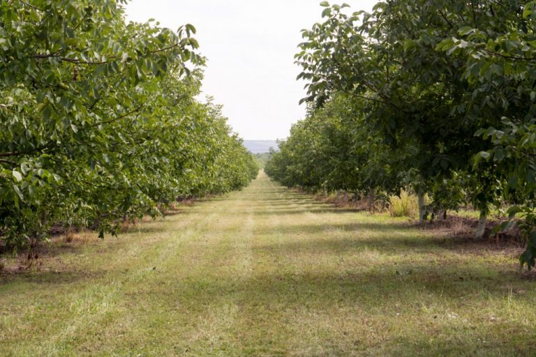 În raionul Soroca se află ce mai mare livadă de nuc certificată ecologic