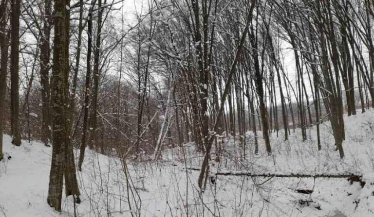 Anchetă de serviciu la „Întreprinderea pentru Silvicultură Edineţ” în legătură cu tăierile ilicite de copaci