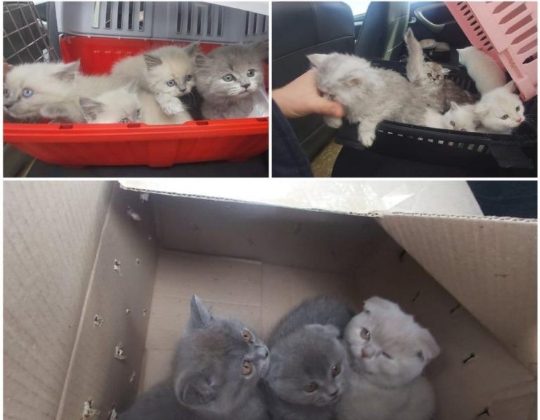 /VIDEO/ Un bărbat a fost reținut pentru trafic ilegal cu pisici de rasă