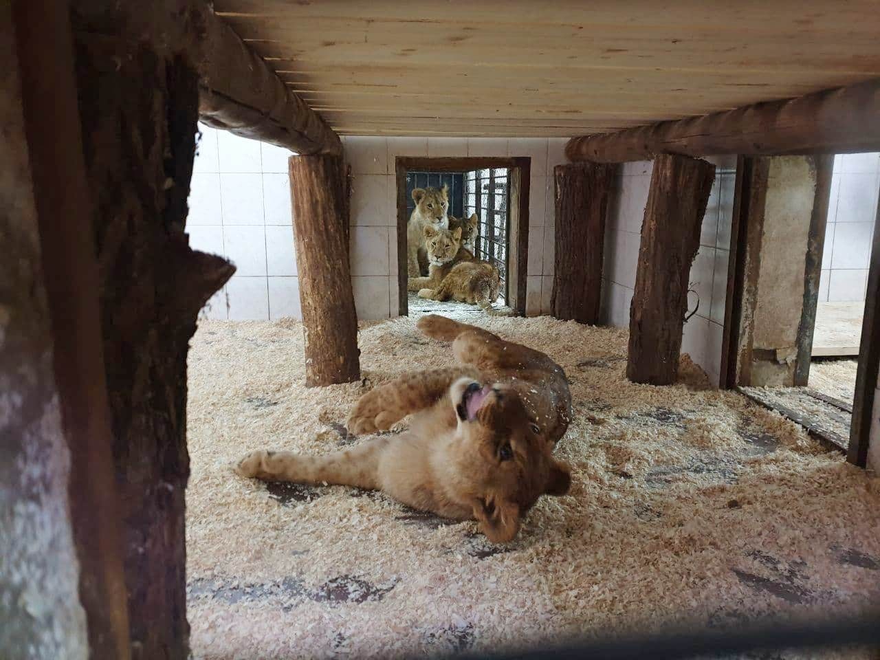 /FOTO/ La Grădina Zoologică din Chișinău au fost aduși patru lei africani