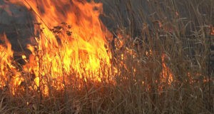Un bărbat din raionul Fălești a ars de viu, după ce a dat foc la iarba uscată de pe imaș
