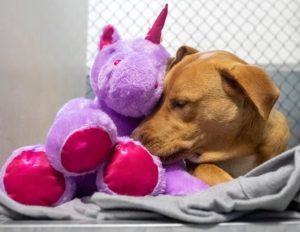 /FOTO/ Un câine fără stăpân din SUA a primit cadou un unicorn de pluș pe care îl furase de cinci ori dintr-un magazin