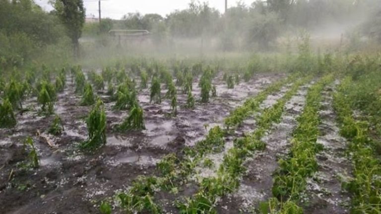 Ploile cu grindină din ultima perioadă au distrus sute de hectare de culturi agricole