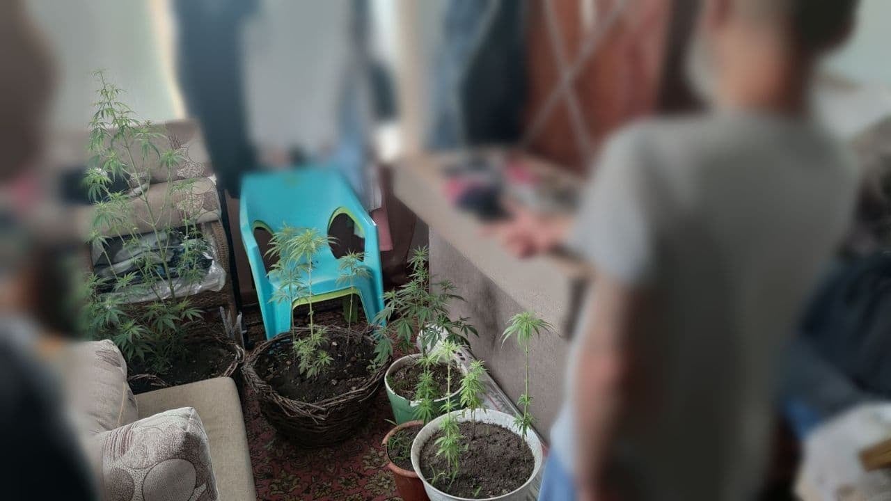 /FOTO/ Mai multe plante de mac și cânepă au fost depistate în gospodăriile a doi locuitori din municipiul Bălți
