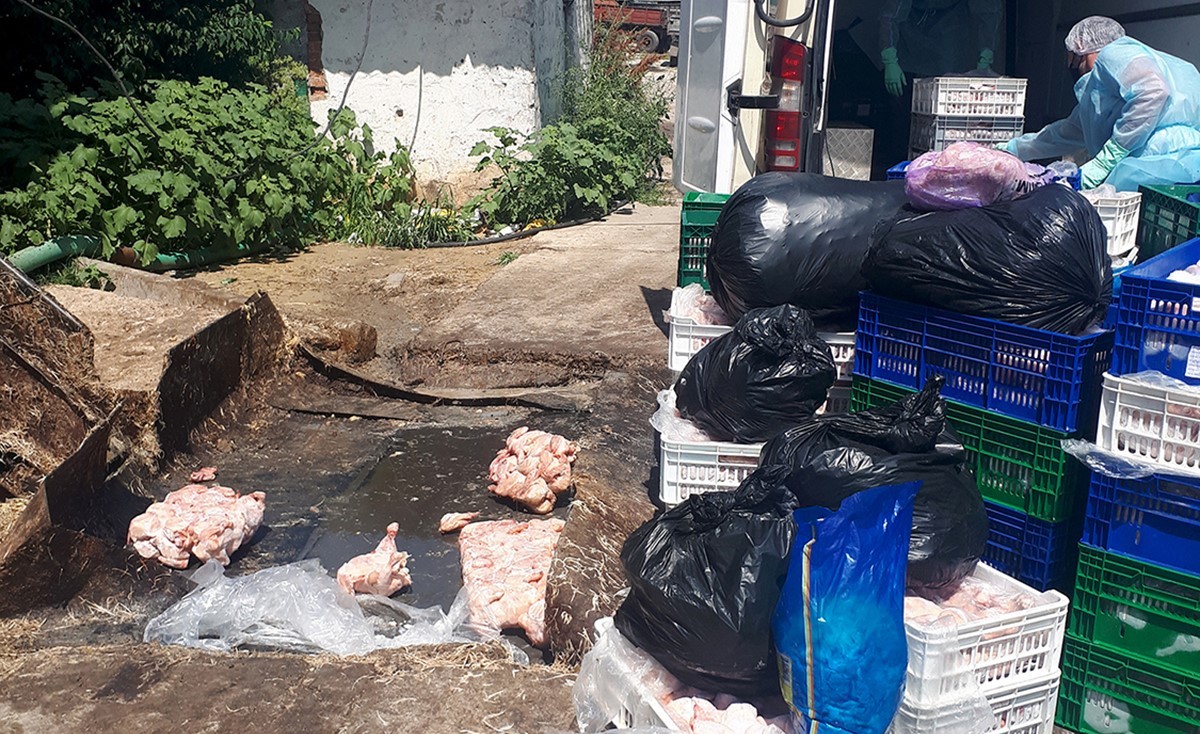 Aproximativ 1.600 kilograme de carcase de pui infestate cu salmonela au fost depistate la un agent economic din Bălți