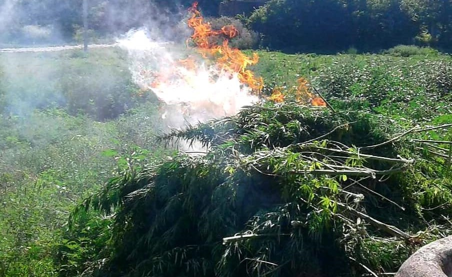 /FOTO/ Sute de plante de cânepă au fost distruse în raionul Soroca