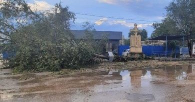 Copaci prăbușiți în mai multe localități din nordul țării în urma intemperiilor