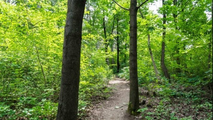 Un tânăr a fost găsit strangulat într-o fâșie forestieră din raionul Fălești