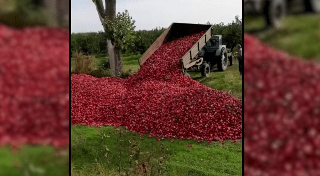 /VIDEO/ Mere aruncate pe marginea drumului în raionul Dondușeni. Reacția agricultorului