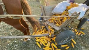 Un bărbat din raionul Nisporeni a fost strivit de propriul cal
