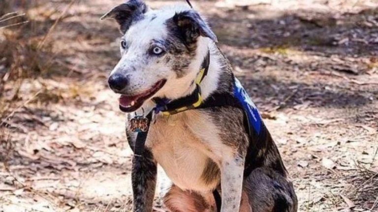 Un câine din Australia a fost premiat pentru salvarea urșilor koala