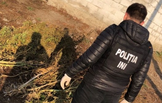 /VIDEO/ Droguri în valoare de 250 de mii de lei au fost ridicate de polițiștii din Bălți