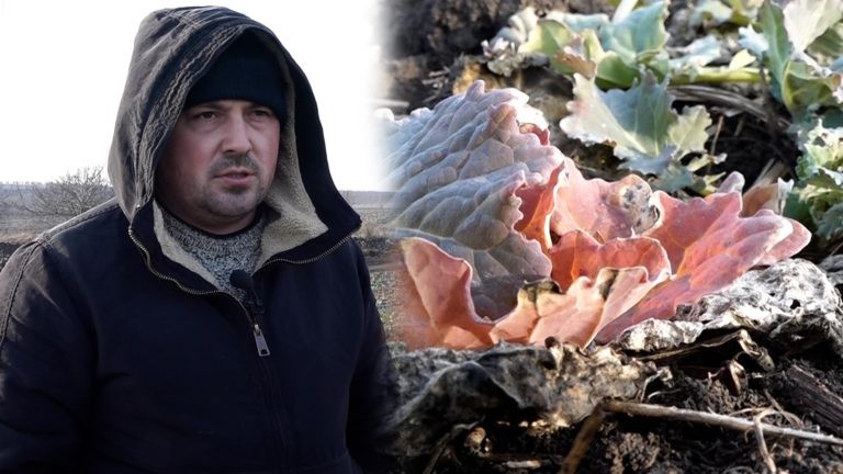 /VIDEO/ Agricultorii bat alarma! Gerul compromite grâul și rapița.