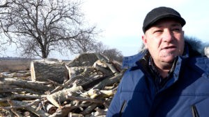 /VIDEO/ Scandal în comuna Egorovca din raionul Fălești. Primarul riscă amendă pentru tăierea ilegală a copacilor