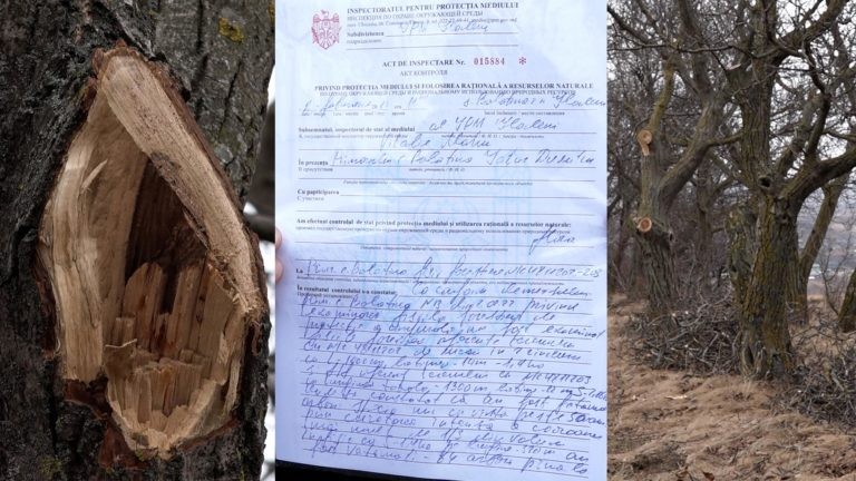 /ВИДЕО/ 75 ореховых деревьев в Глодянском районе остались без кроны