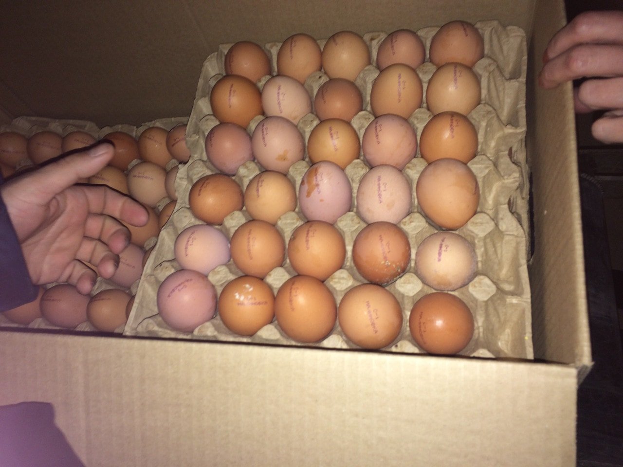 Купить яйца в геншине. Свежие куриные яйца. Дефицит куриных яиц. Лоток для яиц. Свежее яйцо.