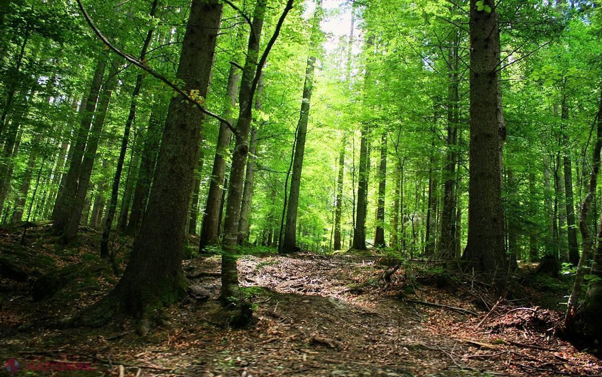 Un bărbat a fost găsit strangulat într-o pădure din raionul Florești