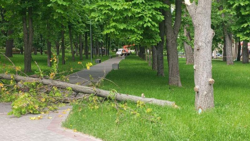 Un alt copac a căzut în parcul Alunelul din Chișinău, în urma vântului puternic