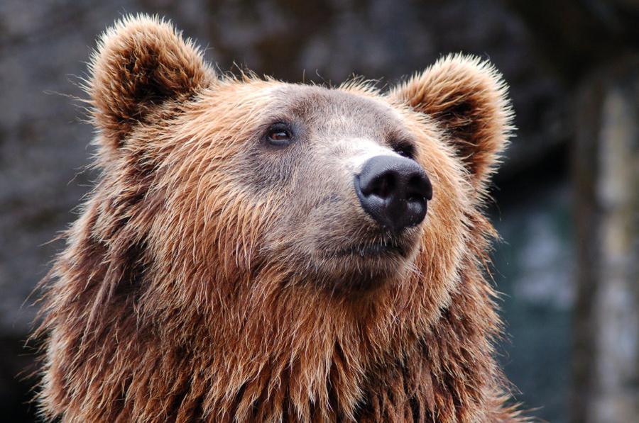 /ВИДЕО/ Разжимали пасть втроём: В Грозном медведь укусил девушку за лицо