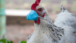 Un nou caz de gripă aviară a fost confirmat într-un sat din raionul Ungheni