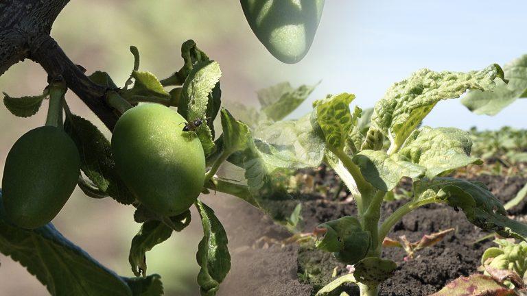 /VIDEO/ Unele specii de culturi agricole sunt atacate de boli și dăunători