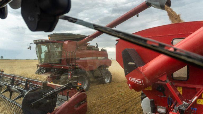 Argentina, prima ţară din lume care autorizează plantarea grâului modificat genetic