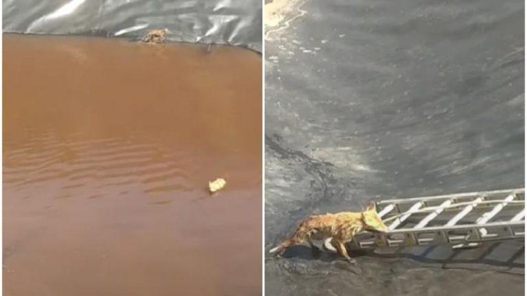/VIDEO/ Două vulpi au fost salvate de la înec în raionul Ungheni