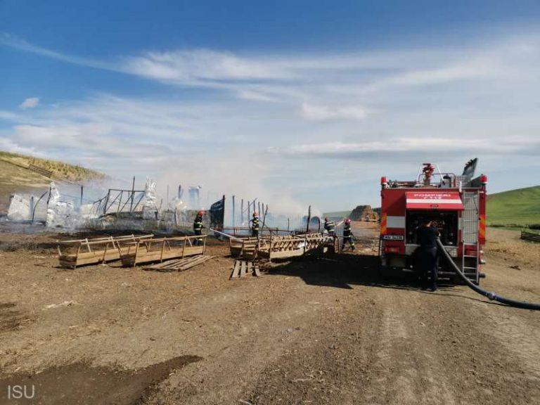 Botoșani: Peste 200 de oi au ars într-un incendiu